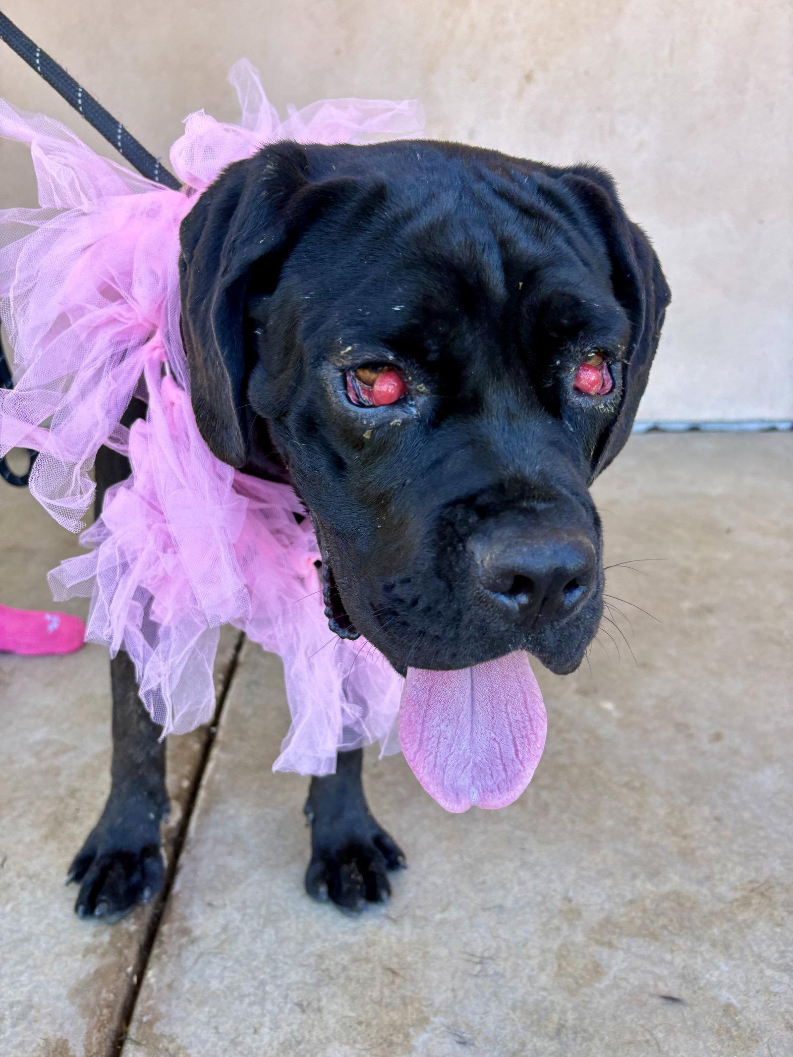 Enlarge Sophie, a Adoptable Cane Corso in Glendale, AZ image 3/3