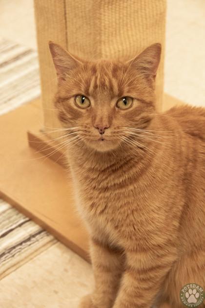 Enlarge Sauerkraut, a ADOPTABLE Domestic Short Hair in Potsdam, NY image 1/1