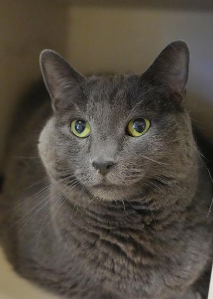 Enlarge Beyer 61768, a Adoptable mixed breed in Aiken, SC image 1/1