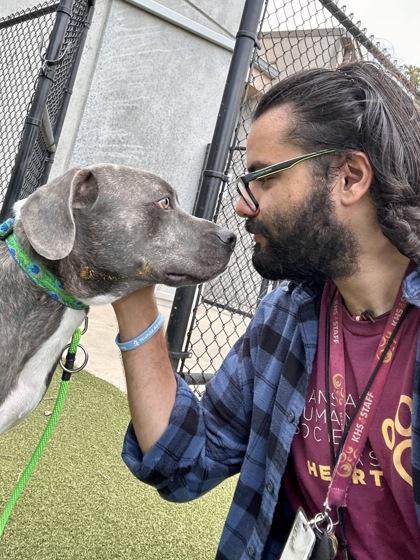 Dowser, Adoptable, Adult Male Mixed Breed & Mixed Breed.