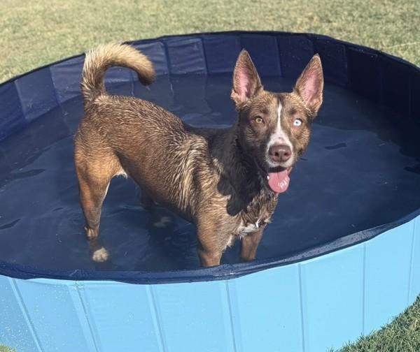 Gypsy, a Adoptable mixed breed in Tulare, CA image 2/6