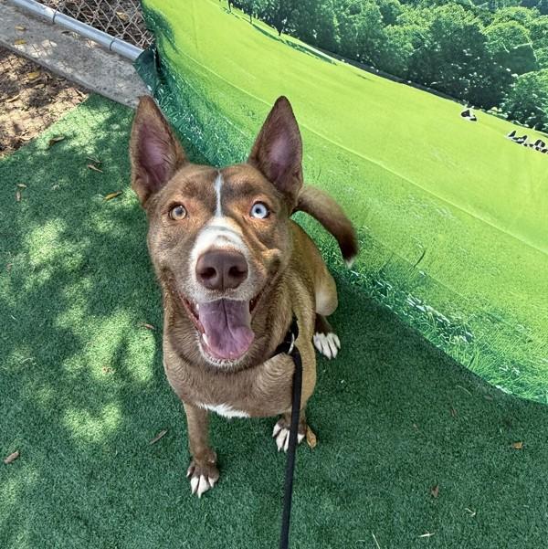 Gypsy, a Adoptable mixed breed in Tulare, CA image 3/6