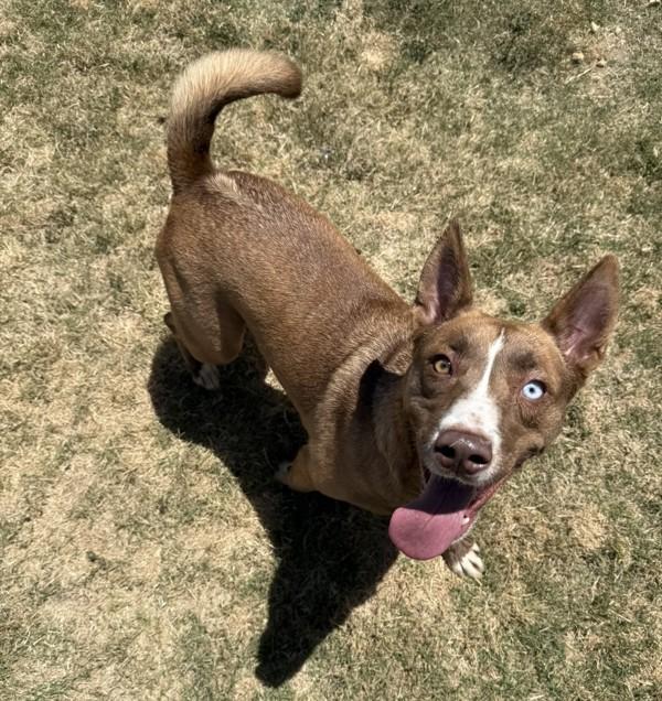 Gypsy, a Adoptable mixed breed in Tulare, CA image 5/6