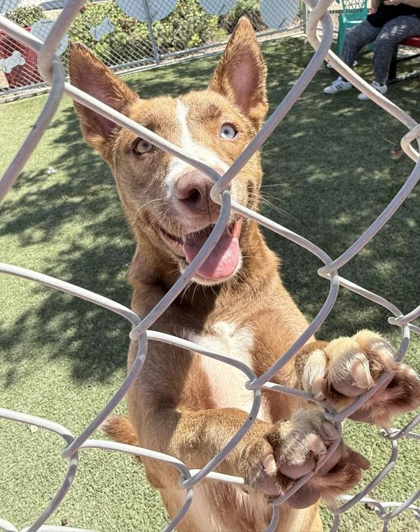 Gypsy, a Adoptable mixed breed in Tulare, CA image 6/6