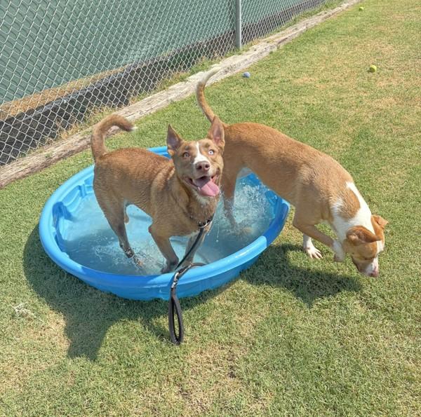 Gypsy, a Adoptable mixed breed in Tulare, CA image 4/6