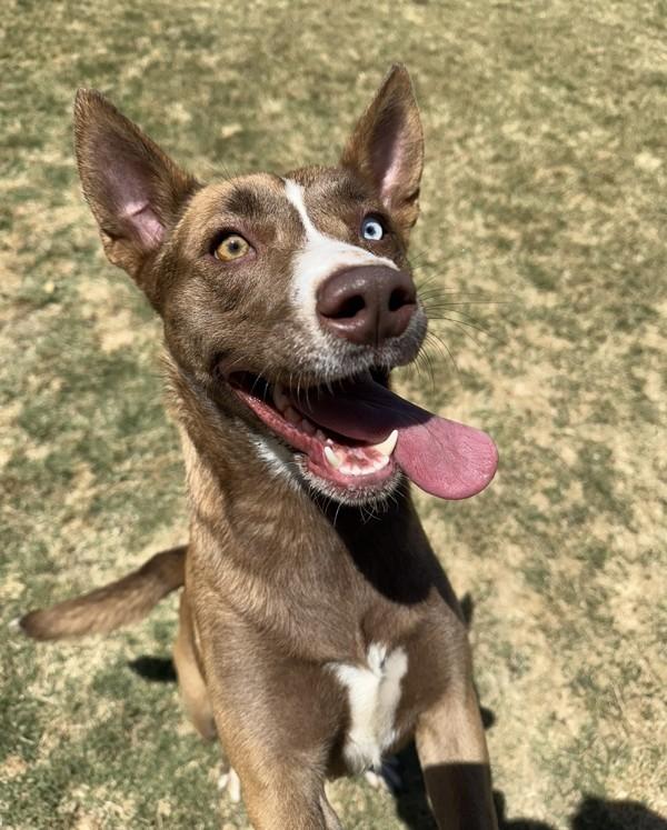 Gypsy, a Adoptable mixed breed in Tulare, CA image 5/6