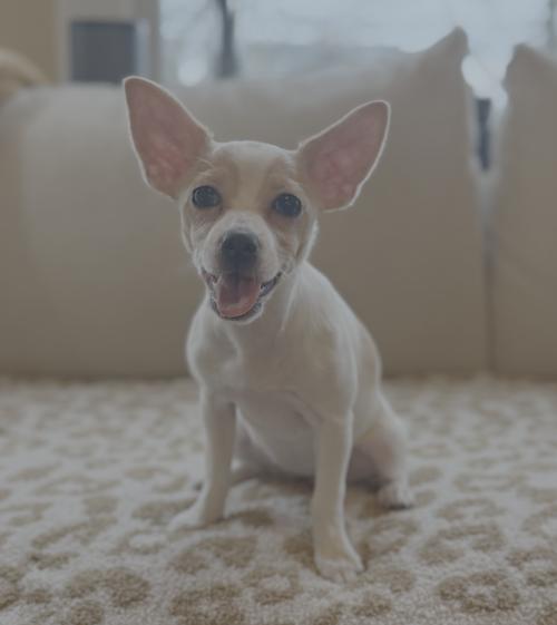 Daphne, Adoptable, Puppy Female Chihuahua.