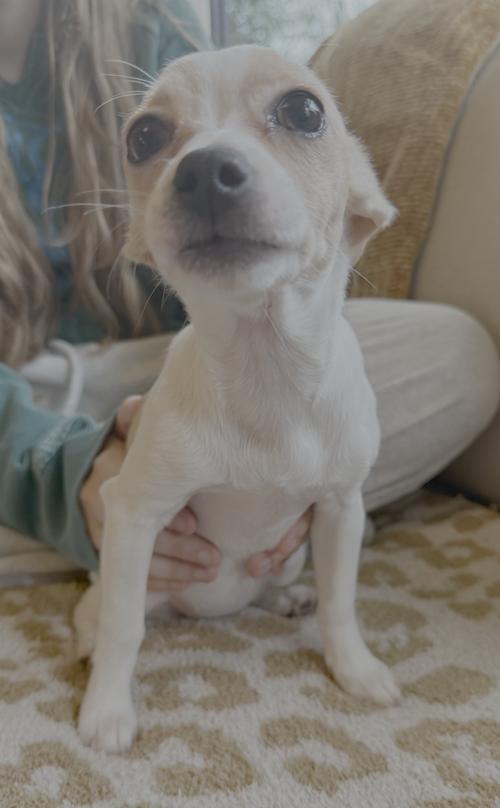 Enlarge Daphne, a Adoptable Chihuahua in Seattle, WA image 2/2