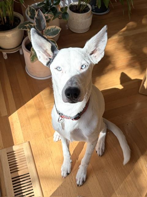Enlarge Astrid, a Adoptable mixed breed in oakland, CA image 6/6