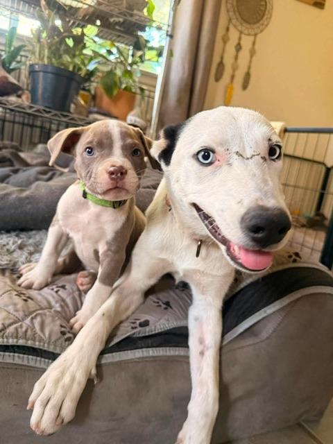 Enlarge Astrid, a Adoptable mixed breed in oakland, CA image 4/6