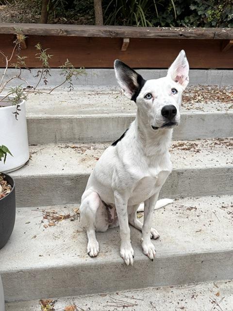 Enlarge Astrid, a Adoptable mixed breed in oakland, CA image 1/6