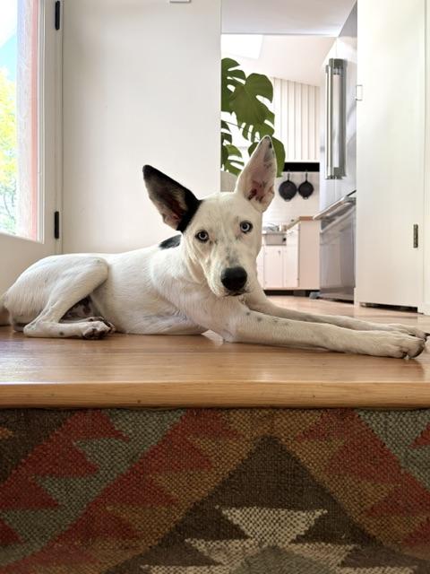 Enlarge Astrid, a Adoptable mixed breed in oakland, CA image 2/6
