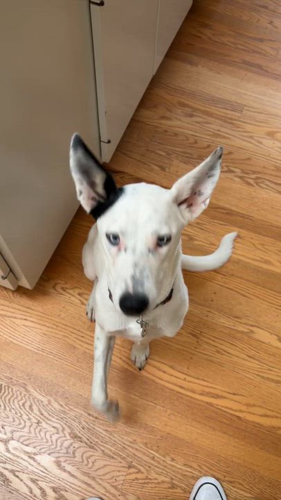 Enlarge Astrid, a Adoptable mixed breed in oakland, CA video 5/6