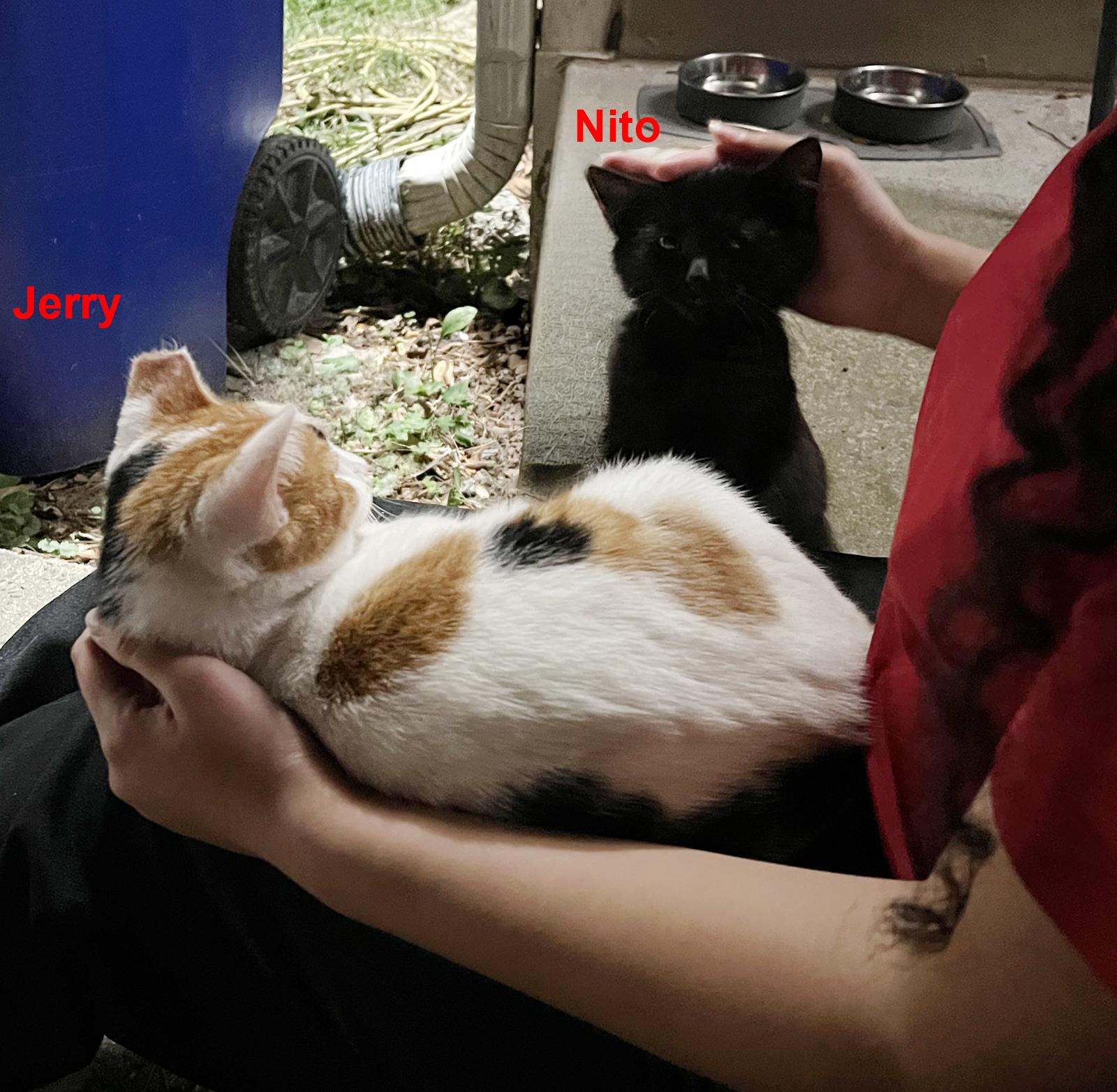 Enlarge Jerry, a ADOPTABLE Calico in Durham, NC image 5/5