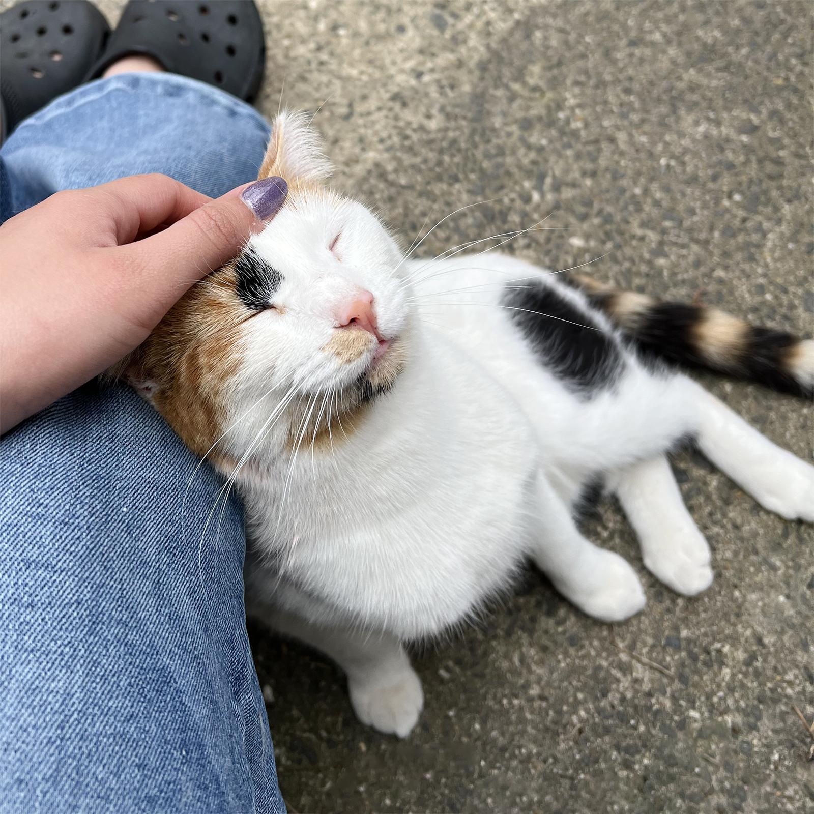 Enlarge Jerry, a ADOPTABLE Calico in Durham, NC image 3/5