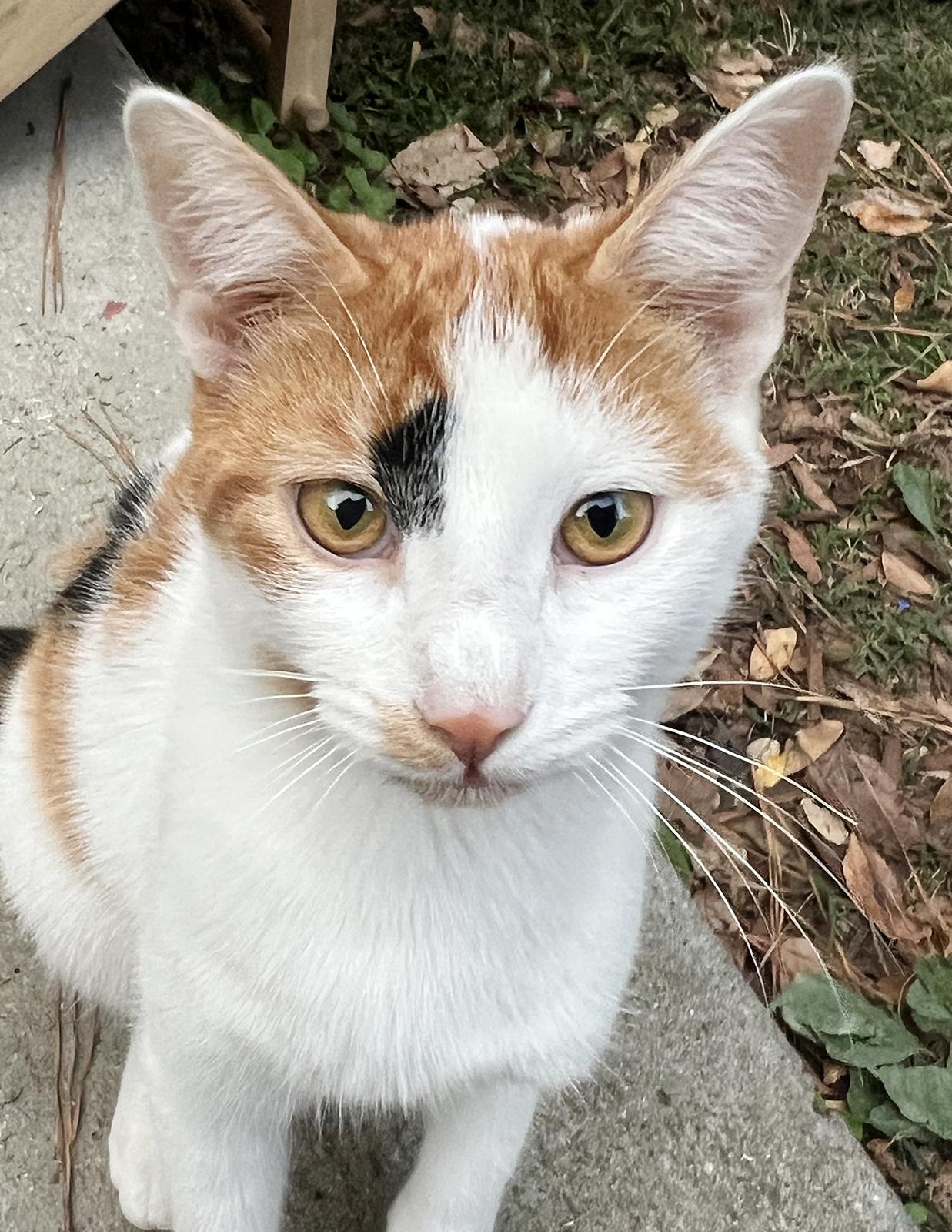 Enlarge Jerry, a ADOPTABLE Calico in Durham, NC image 2/5