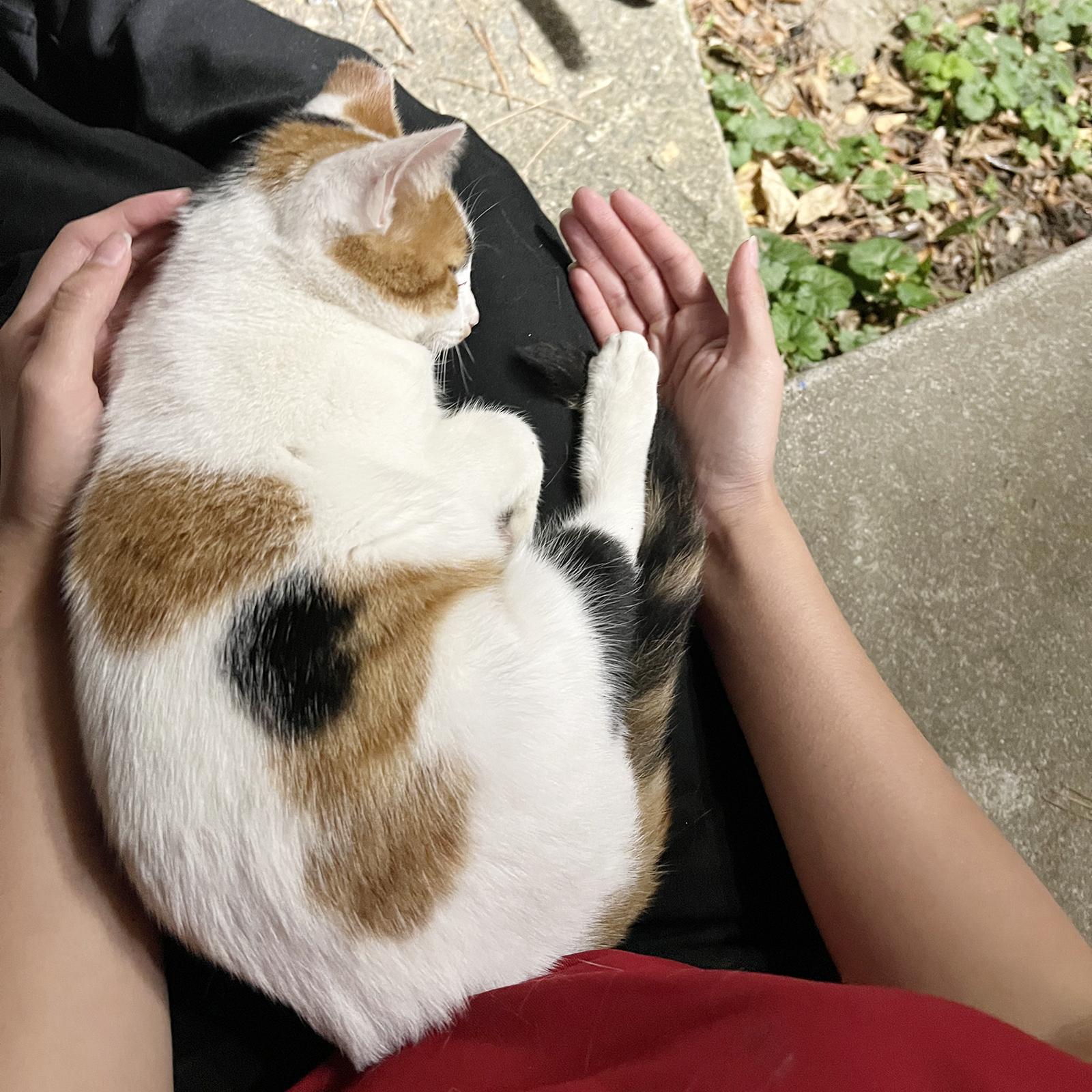 Enlarge Jerry, a ADOPTABLE Calico in Durham, NC image 4/5