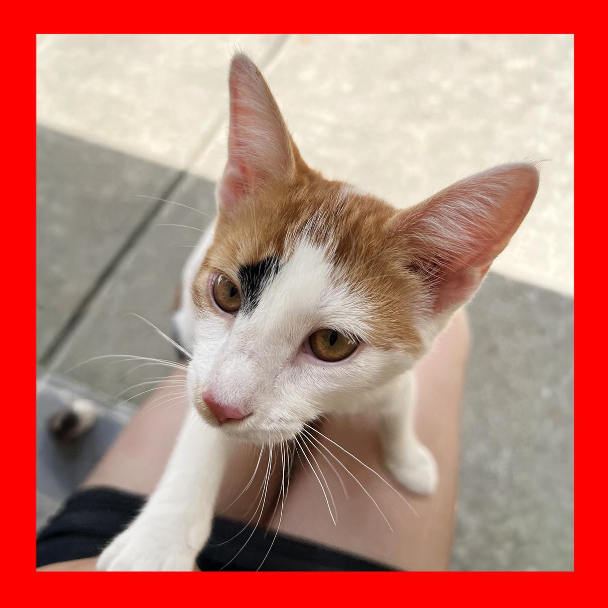 Jerry, ADOPTABLE, Young Female Calico.