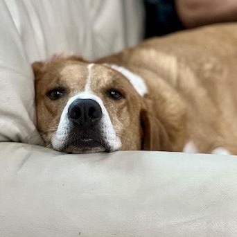 Rocket, Adoptable, Senior Male Hound.