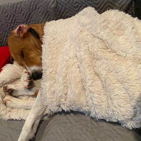 Enlarge Rocket, a Adoptable mixed breed in Hull, MA image 2/6