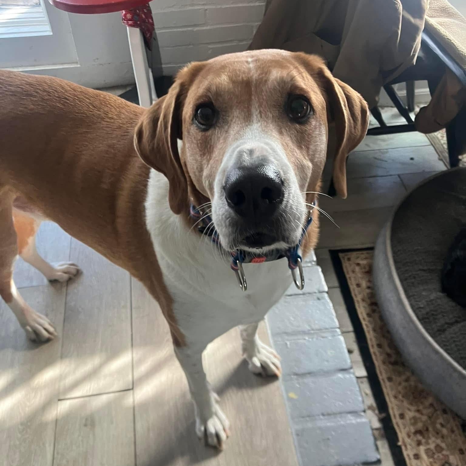 Enlarge Rocket, a Adoptable mixed breed in Hull, MA image 3/6