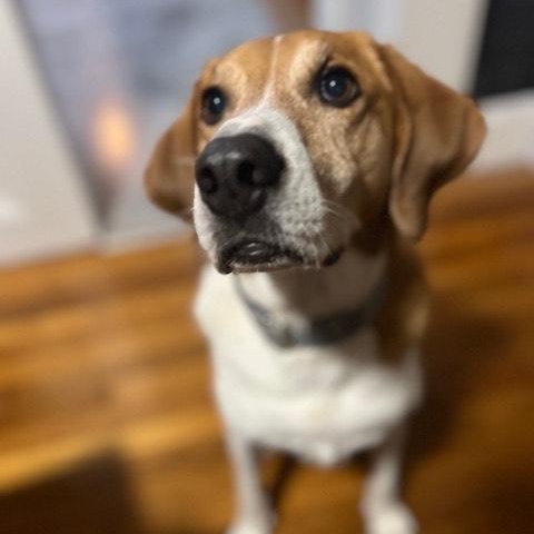 Enlarge Rocket, a Adoptable mixed breed in Hull, MA image 4/6