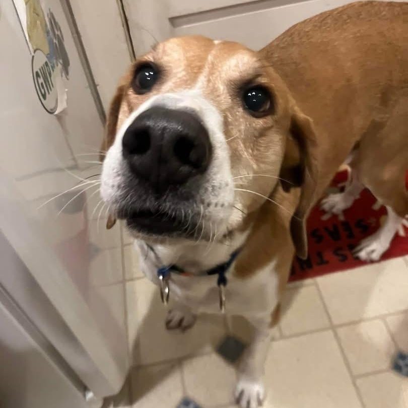 Enlarge Rocket, a Adoptable mixed breed in Hull, MA image 5/6