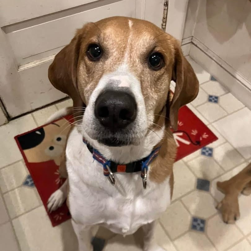 Enlarge Rocket, a Adoptable mixed breed in Hull, MA image 6/6