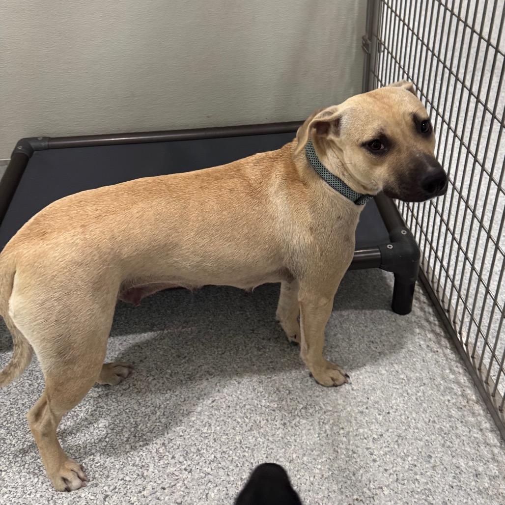 Ducky, Adoptable, Adult Female Mixed Breed.
