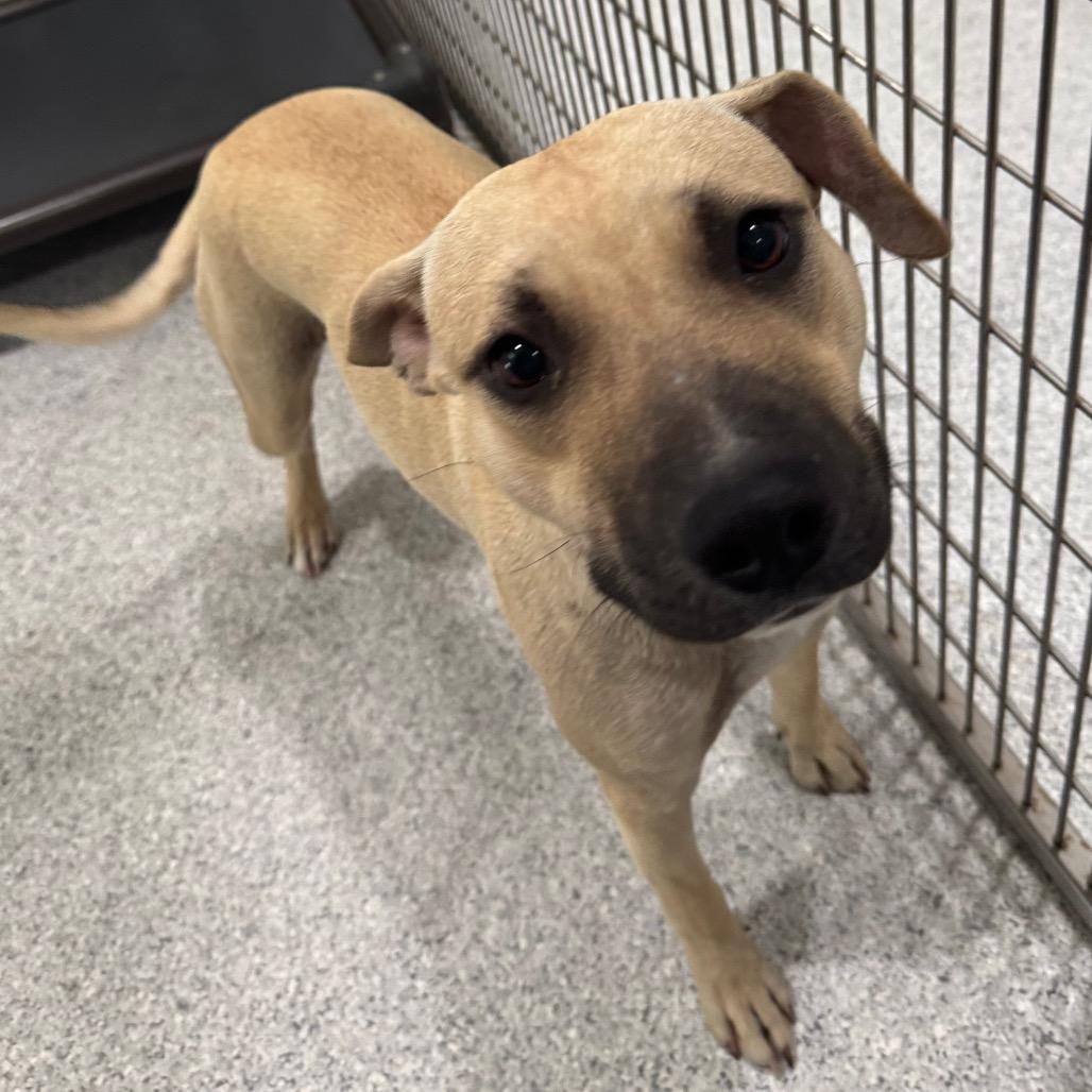 Ducky, a Adoptable Mixed Breed in Pineville, MO image 2/6