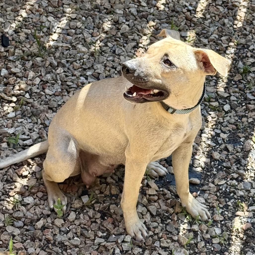 Enlarge Ducky, a Adoptable Mixed Breed in Pineville, MO image 1/2