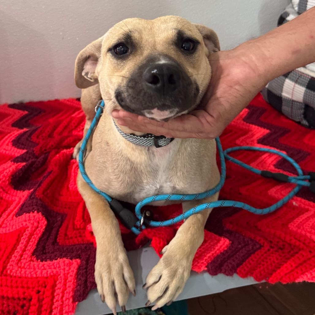 Ducky, a Adoptable Mixed Breed in Pineville, MO image 4/6
