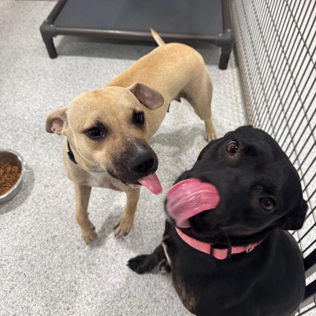 Ducky, a Adoptable Mixed Breed in Pineville, MO image 5/6