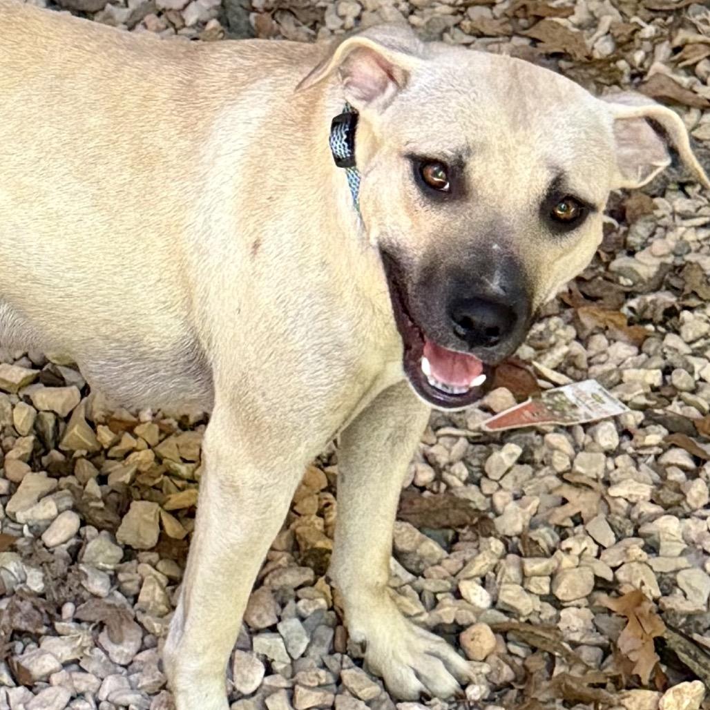 Enlarge Ducky, a Adoptable Mixed Breed in Pineville, MO image 2/2