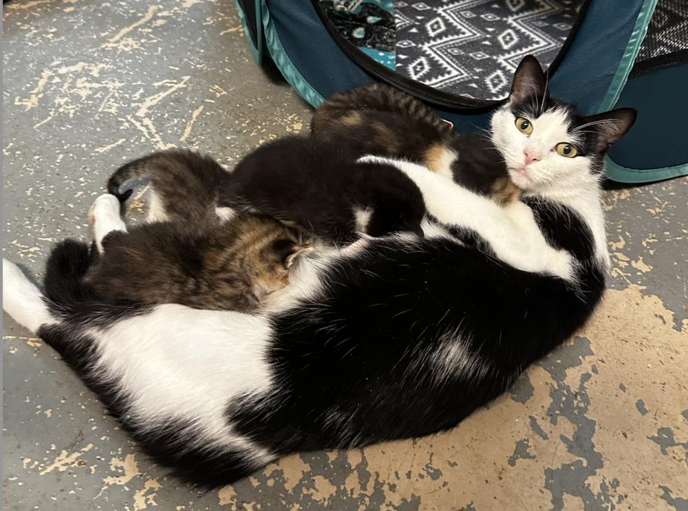 Enlarge Penelope, a Adoptable Domestic Short Hair in Salisbury, NC image 3/4