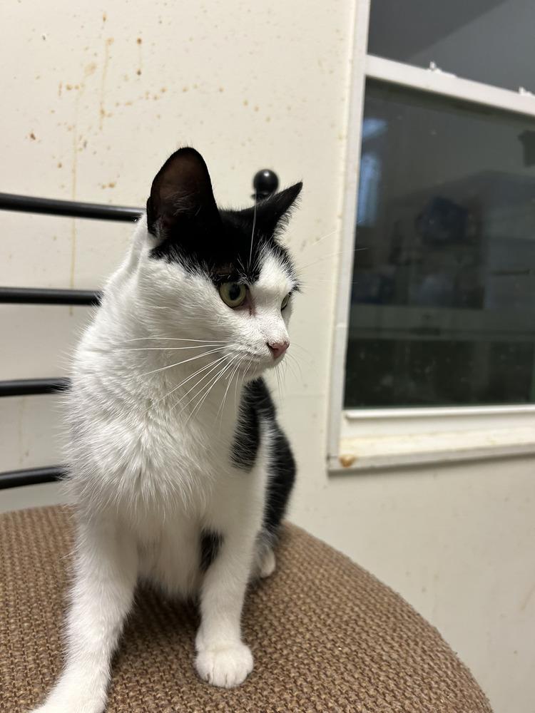 Enlarge Penelope, a Adoptable Domestic Short Hair in Salisbury, NC image 3/6