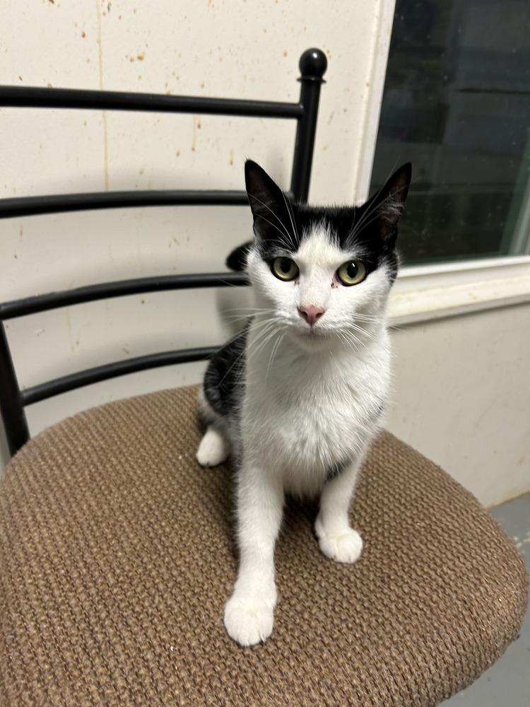 Penelope, Adoptable, Adult Female Domestic Short Hair.