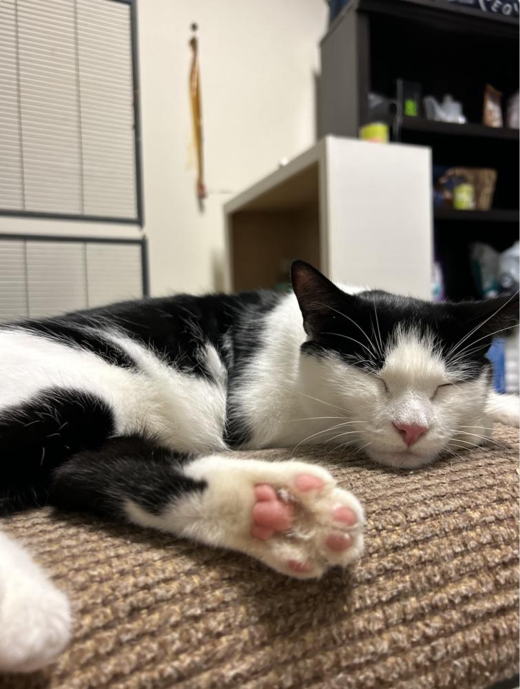 Enlarge Penelope, a Adoptable Domestic Short Hair in Salisbury, NC image 6/6