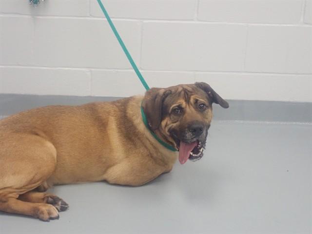 WRANGLER, Adoptable, Adult Male Mixed Breed.