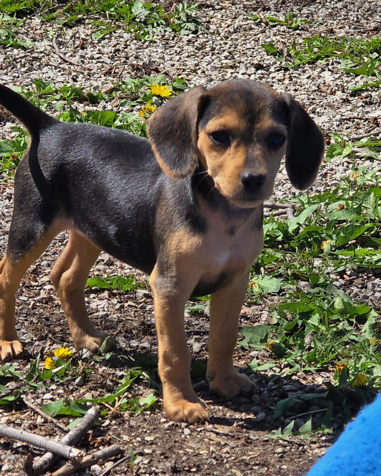Enlarge Dora, an adoptable mixed breed in Overland Park, KS image 1/1