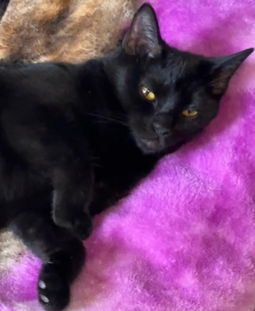 SEPHIA, Adoptable, Young Female Domestic Short Hair.