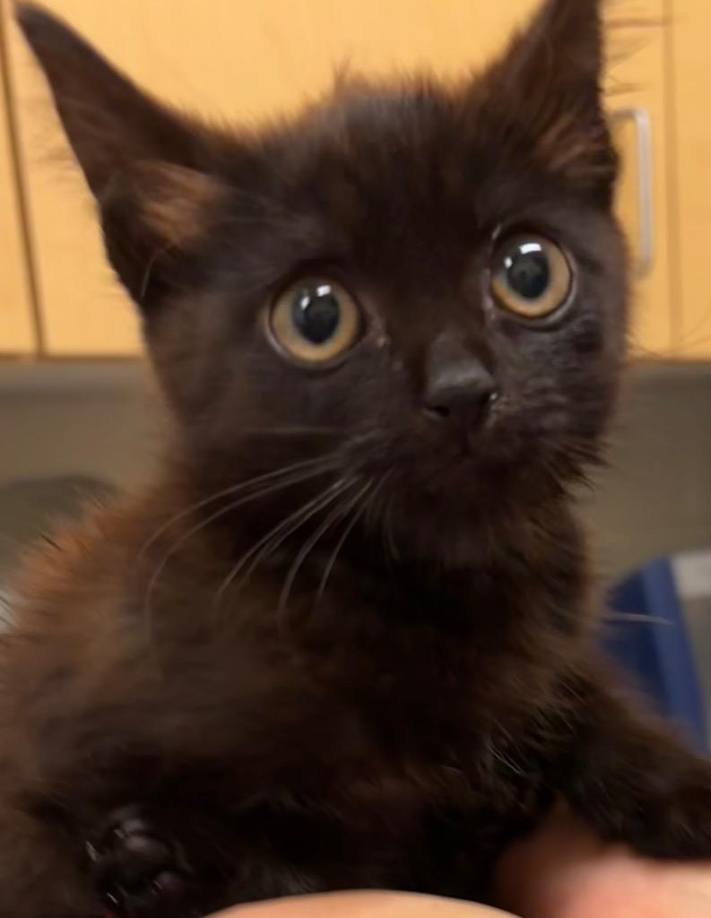 SEPHIA, a Adoptable mixed breed in Elizabethton, TN image 2/2