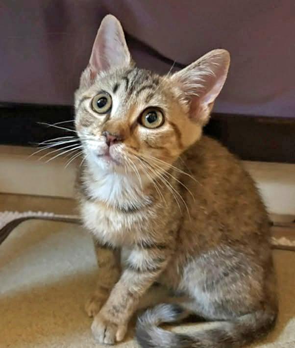 Bucket, ADOPTABLE, Kitten Female Domestic Short Hair.