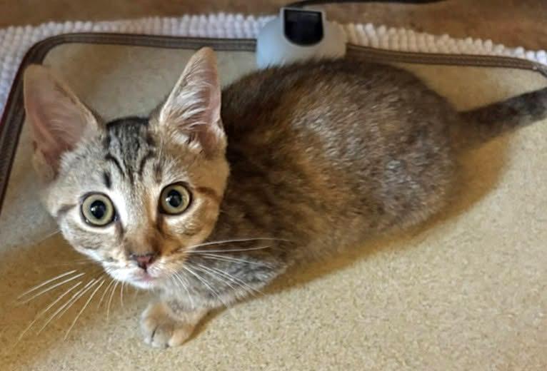 Bucket, a ADOPTABLE Domestic Short Hair in Morgantown, WV image 2/6