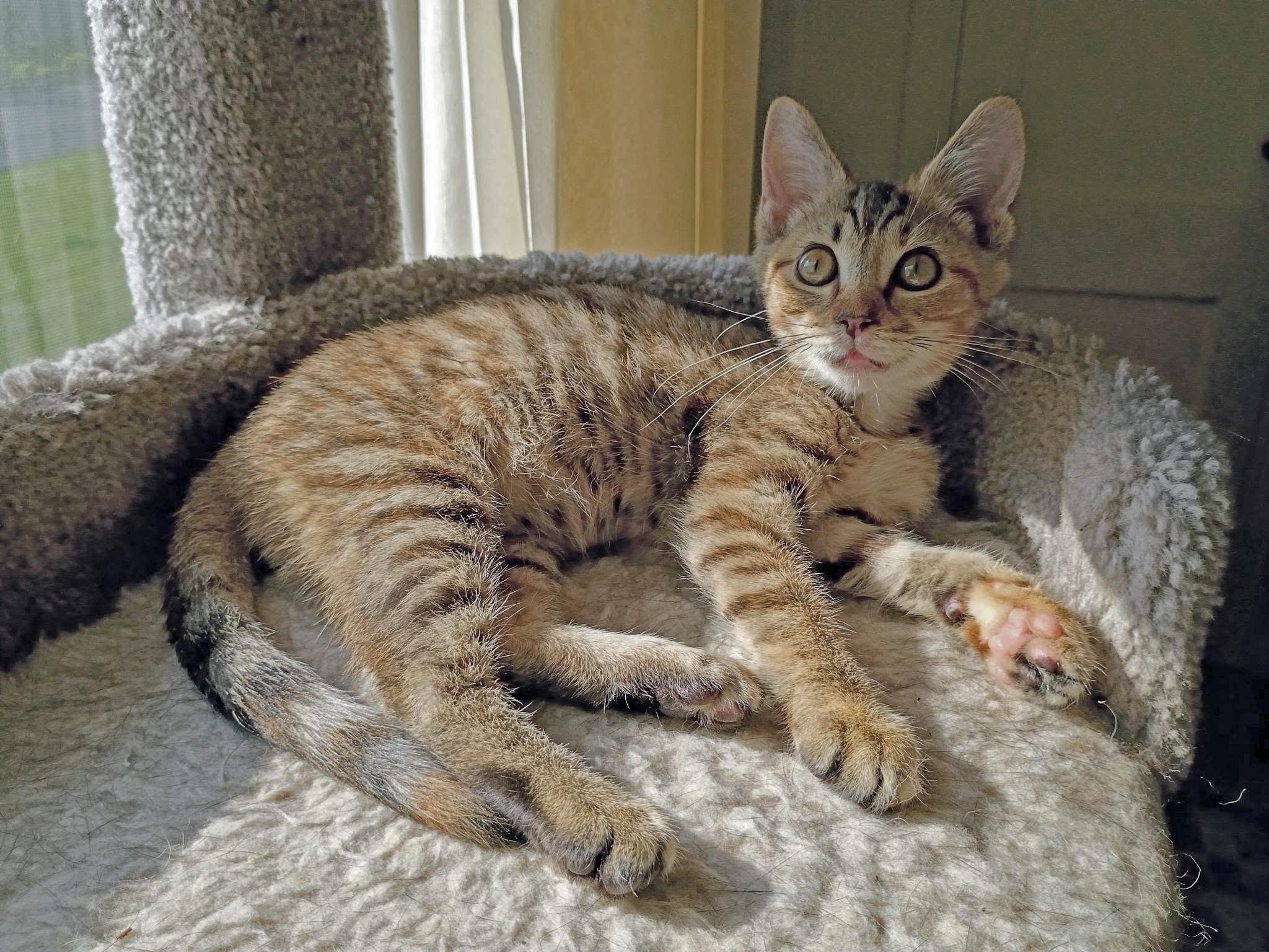 Bucket, a ADOPTABLE Domestic Short Hair in Morgantown, WV image 4/6