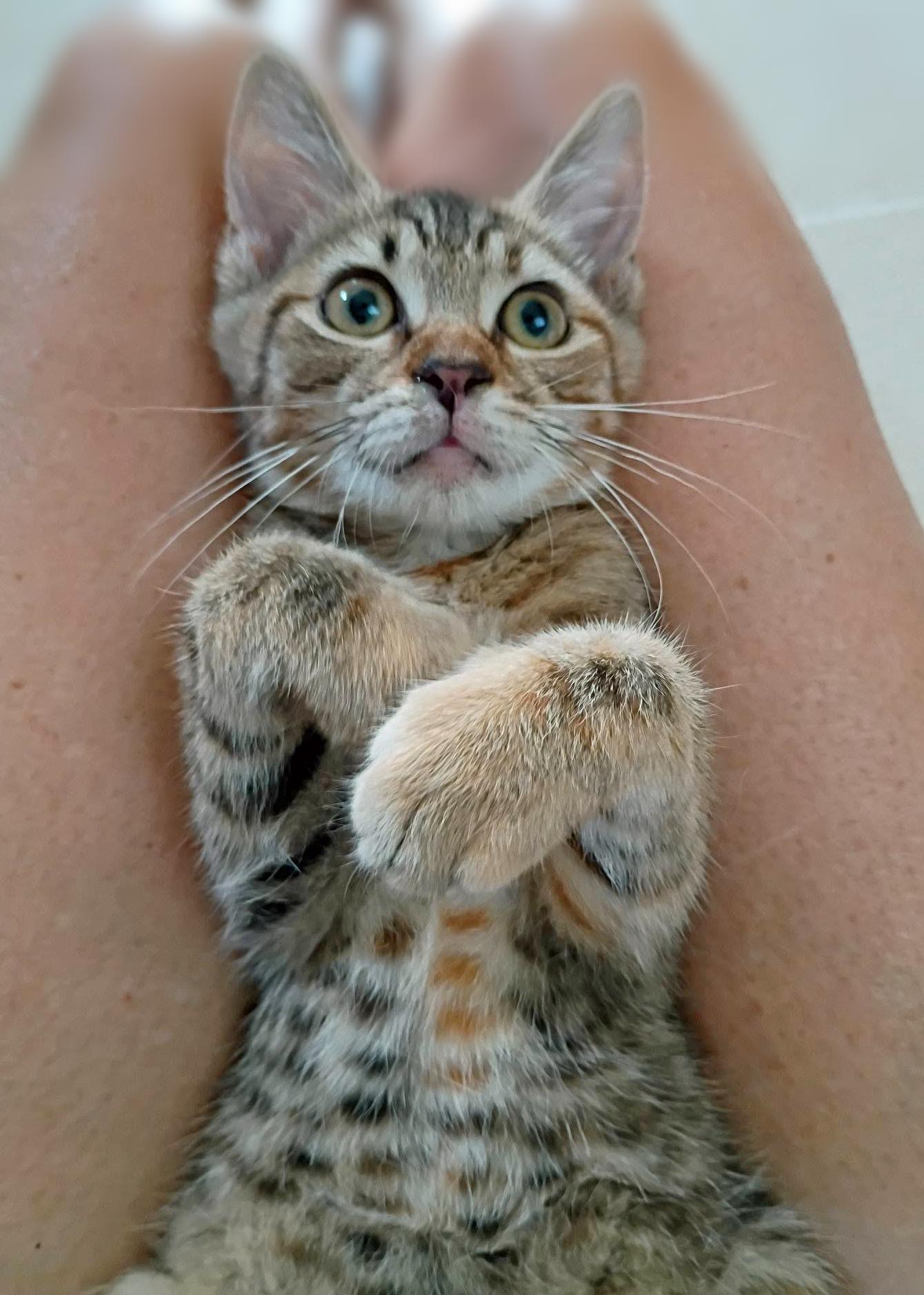 Bucket, a ADOPTABLE Domestic Short Hair in Morgantown, WV image 6/6
