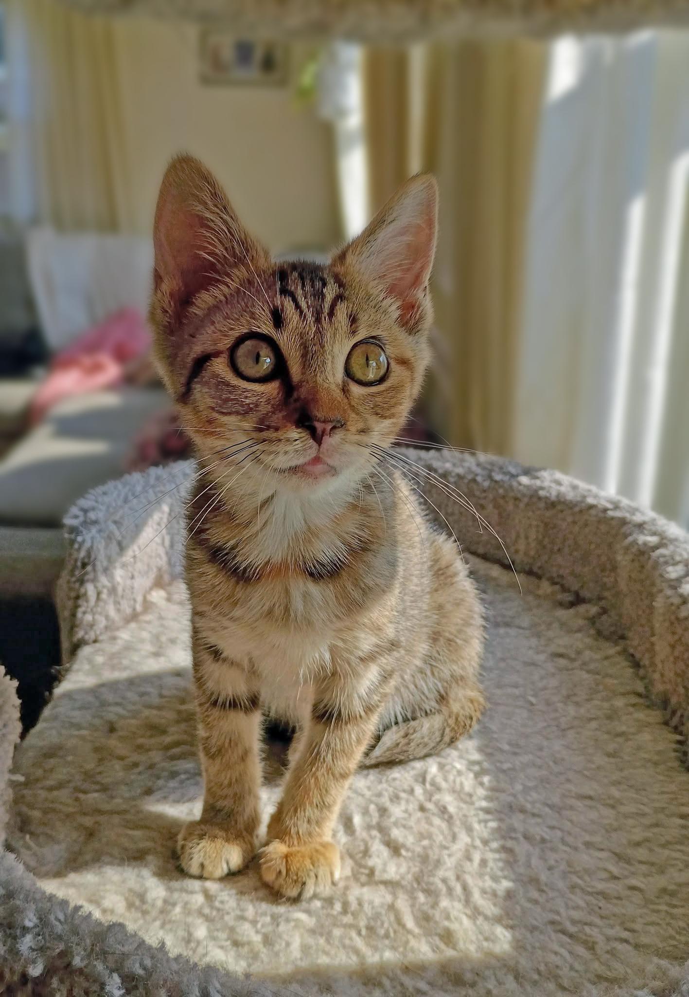 Bucket, a ADOPTABLE Domestic Short Hair in Morgantown, WV image 3/6