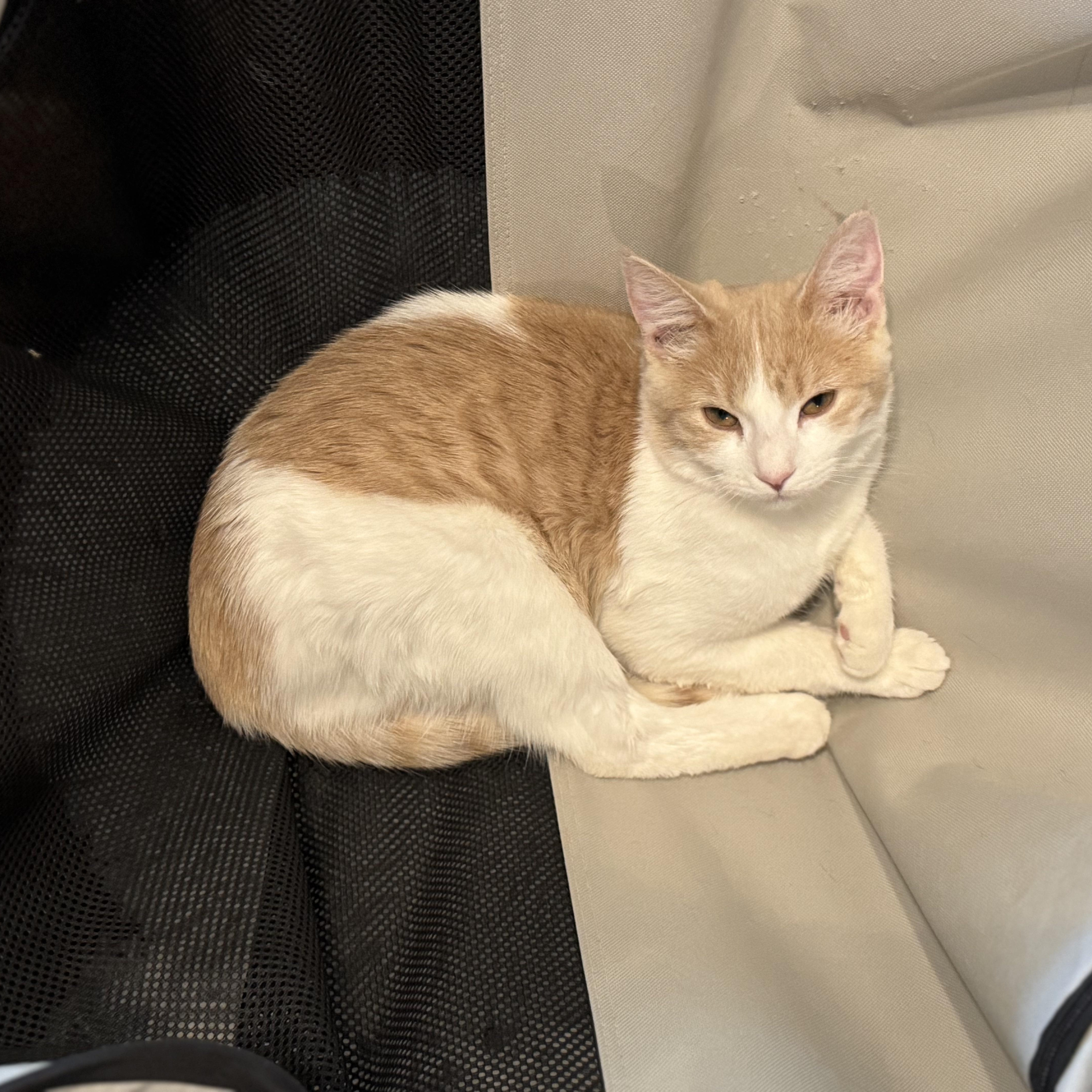 Enlarge Sage - November ONLY 35% Off Adoption Fee & 25+ kittens to choose from!, a Adoptable American Shorthair in PHOENIX, AZ image 2/2