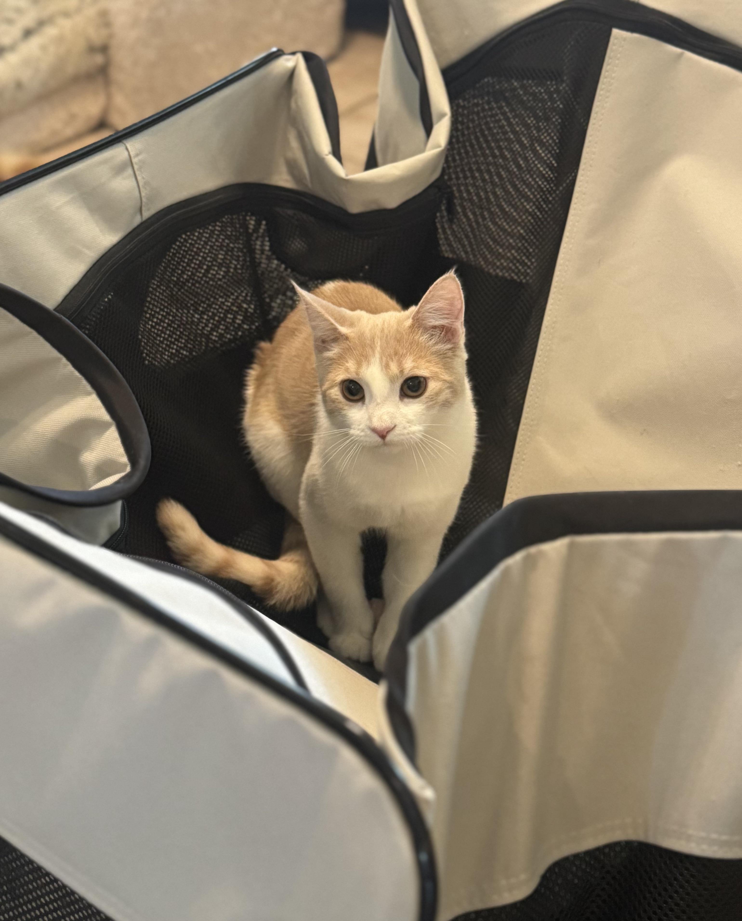 Enlarge Sage - November ONLY 35% Off Adoption Fee & 25+ kittens to choose from!, a Adoptable American Shorthair in PHOENIX, AZ image 1/2