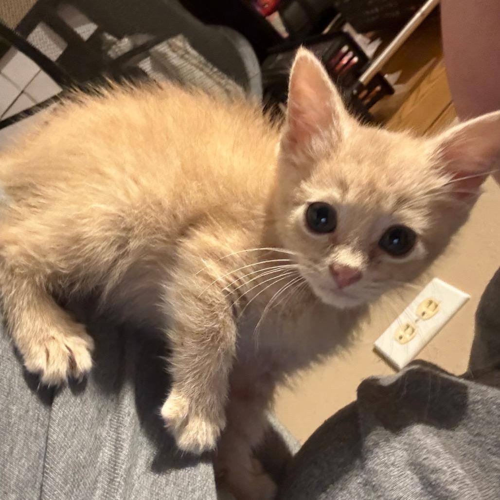 Cream, a Adoptable Domestic Short Hair in Carroll, IA image 1/6